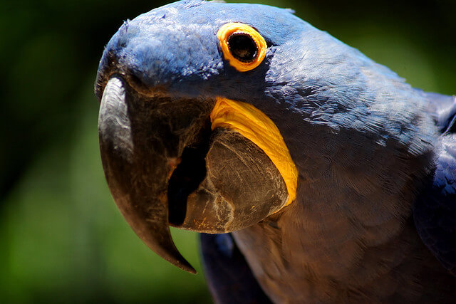 Close up photograph of a blue macaw parrot with yellow around its eyes and beak