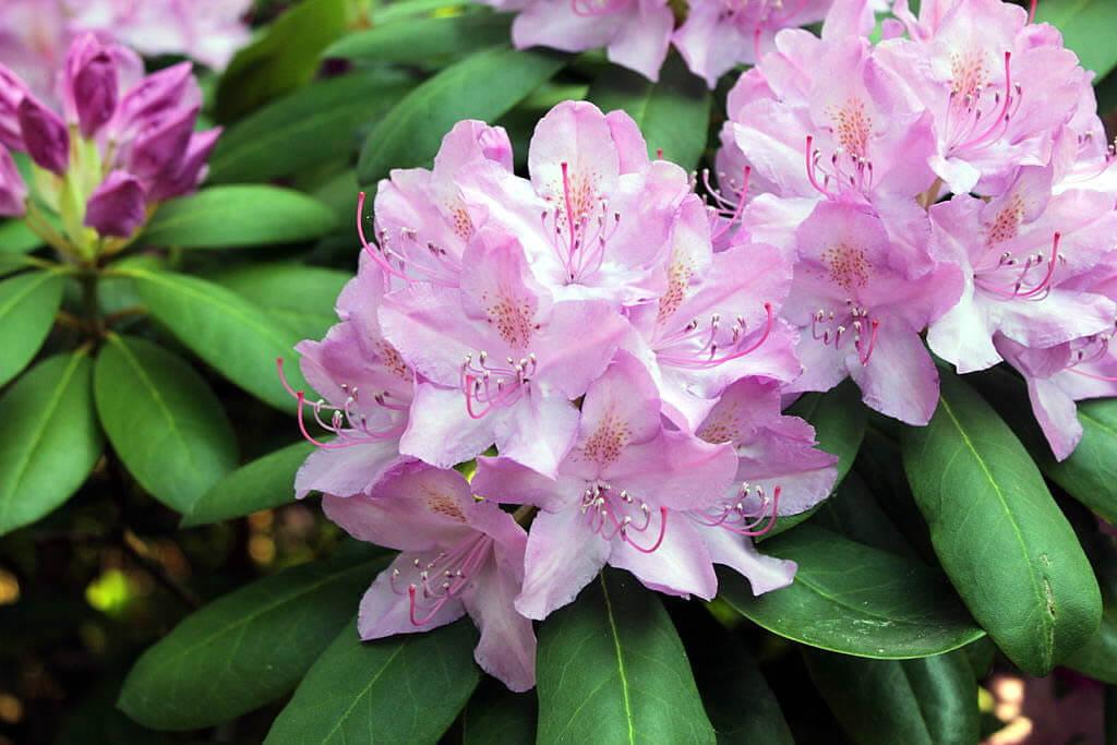 Photo of pale pink rhododendron flowers