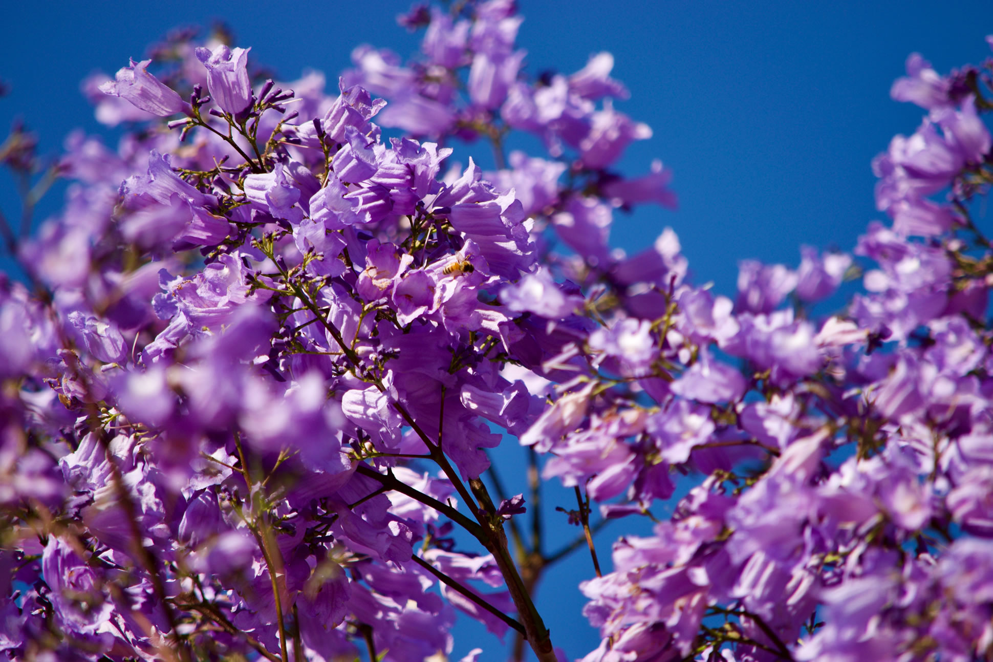 Photo of purple flowers against a blue sky. There is a bee on one of the flowers.