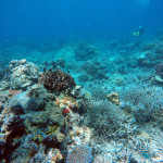 Photo of the seabed with a deepsea diver swimming away.