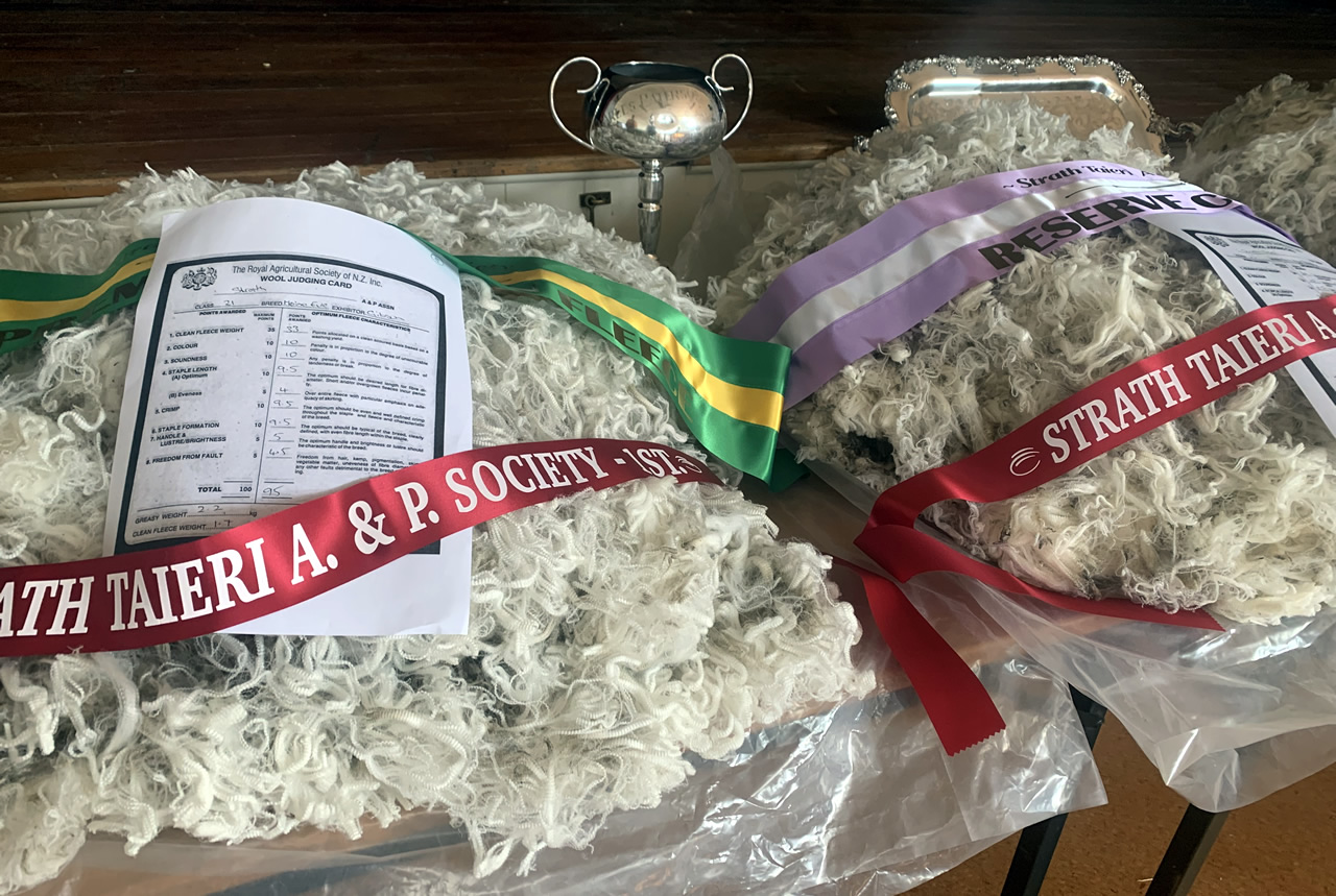 Photo of shorn wool on a table at a show with competition winning ribbons and certificates.