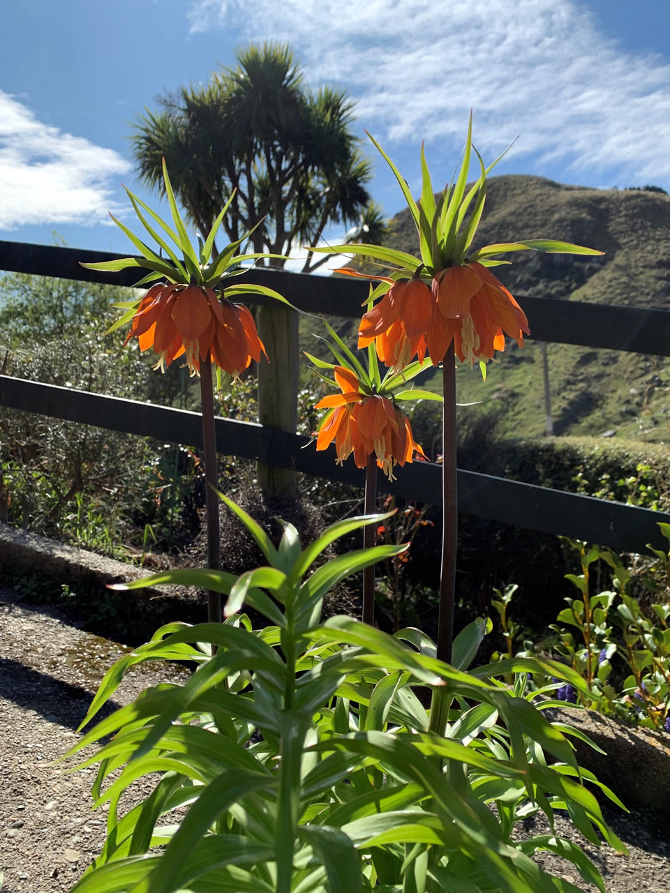 Three orange Frittilaria in a garden with hills and a fence in the background.